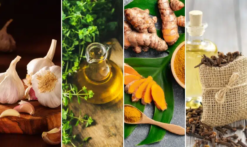 Garlic as a Natural Antibiotic